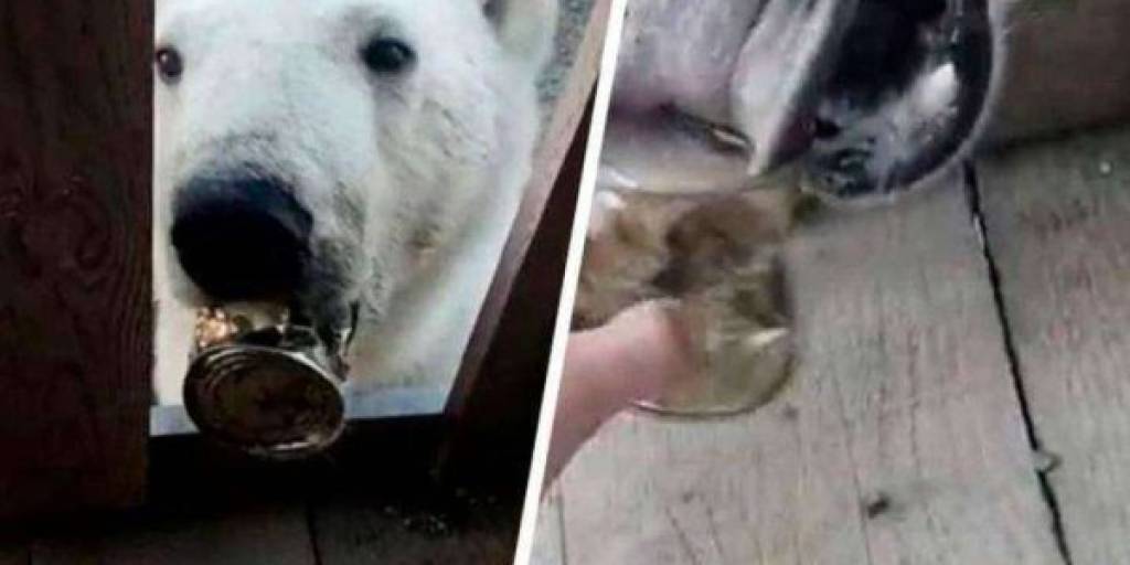 Oso polar pidiendo ayuda en una casa (Foto: Internet)