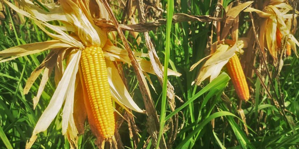Productores de maíz en Pando logran una de los mejores rendimientos con semilla de Brasil