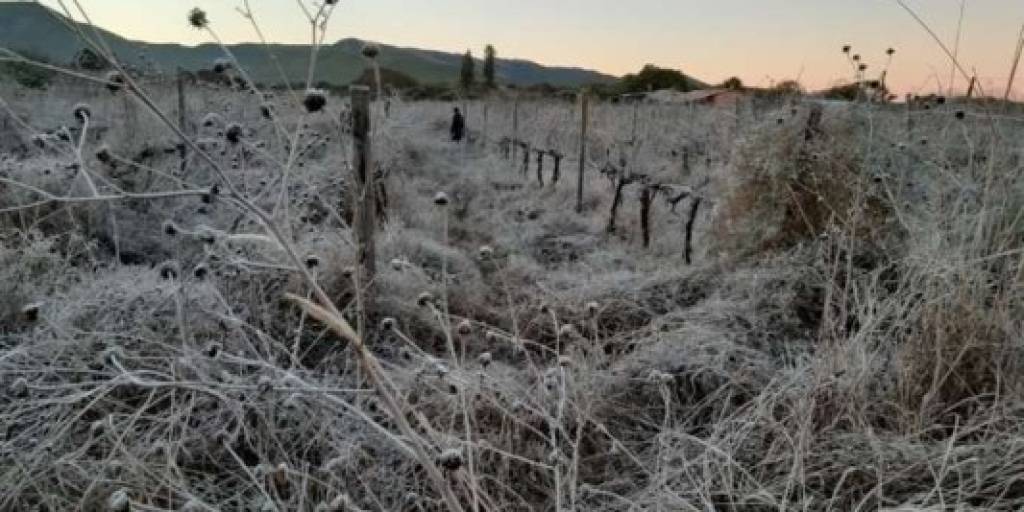 Las heladas registradas afectaron cultivos en los valles / Foto: Rodolfo Orellana