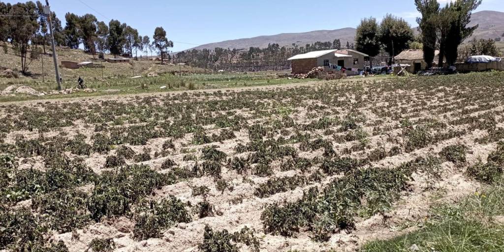 Varios municipios del cono sur de Cochabamba fueron afectados por las heladas este fin de semana.