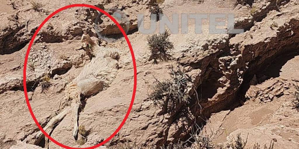 Se reporta muerte de ganado en Oruro