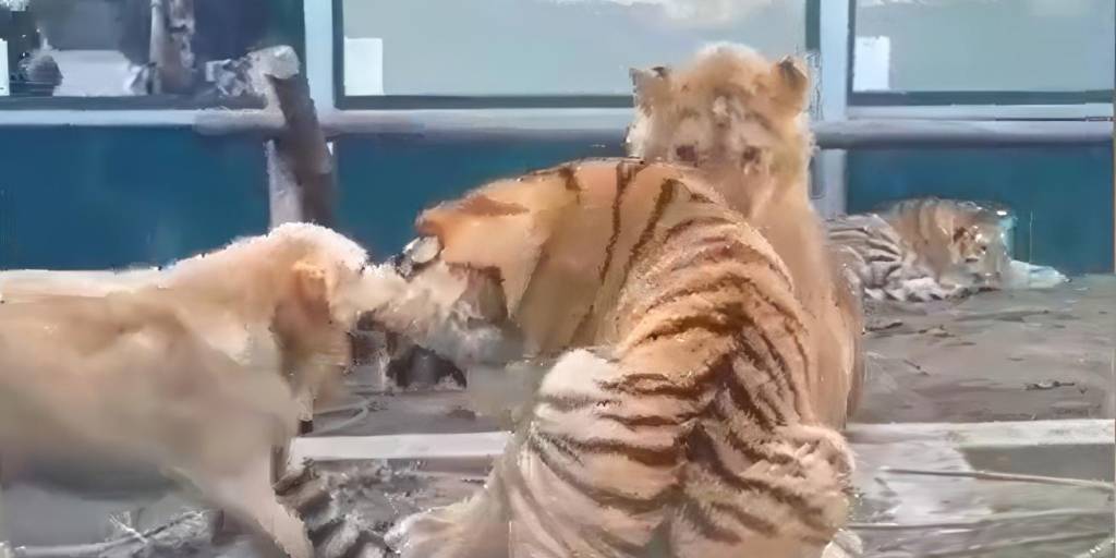 Nancy interviniendo en la pelea de un tigre y un león