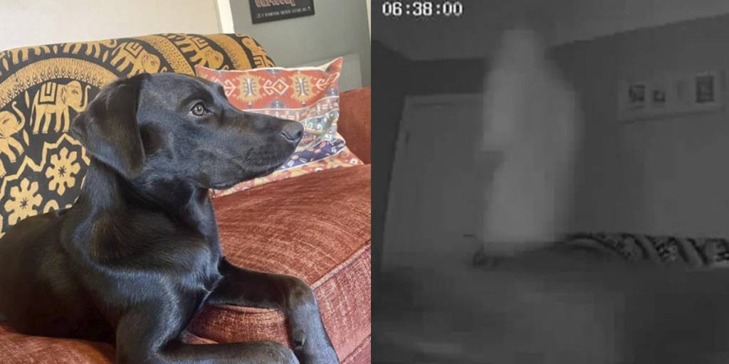 Pareja afirma que un fantasma asustó a su perro y todo quedó registrado en un video