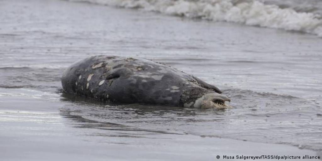 Cadáver de una de las focas muertas en el Mar Caspio