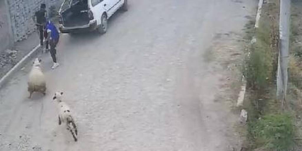 Cochabamba: Cámara de seguridad captó el robo de ovejas en la comunidad de Ironcollo