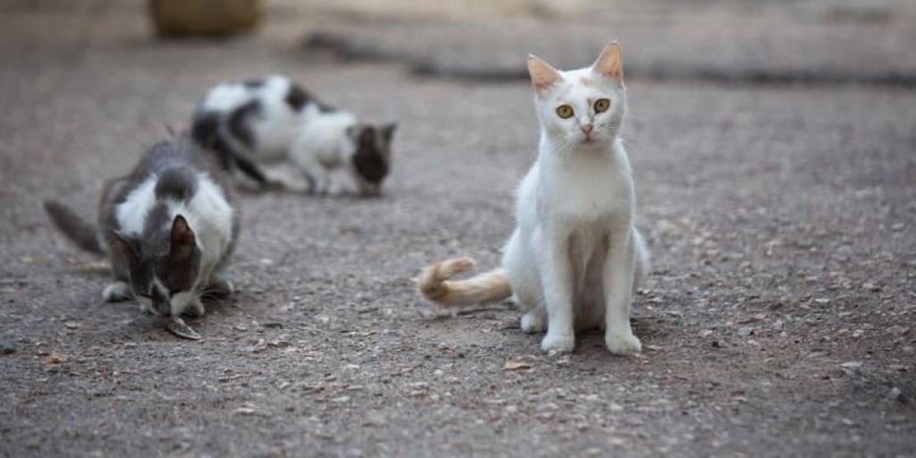 Más de 10 gatos fueron hallados muertos en Sacaba, temen que estén siendo envenenados