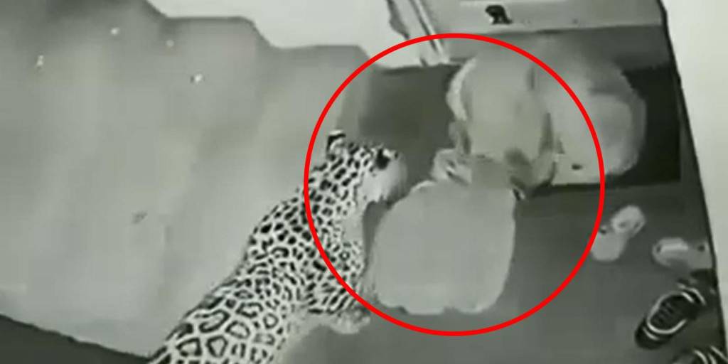 Un leopardo atacó a un perro que dormía