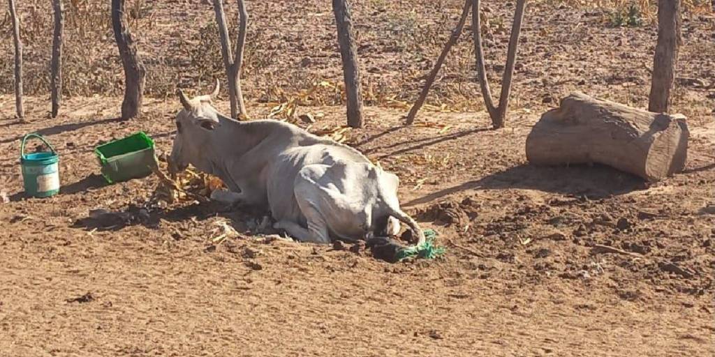 El ganado sufre el golpe de la sequía en el Chaco y la Chiquitania