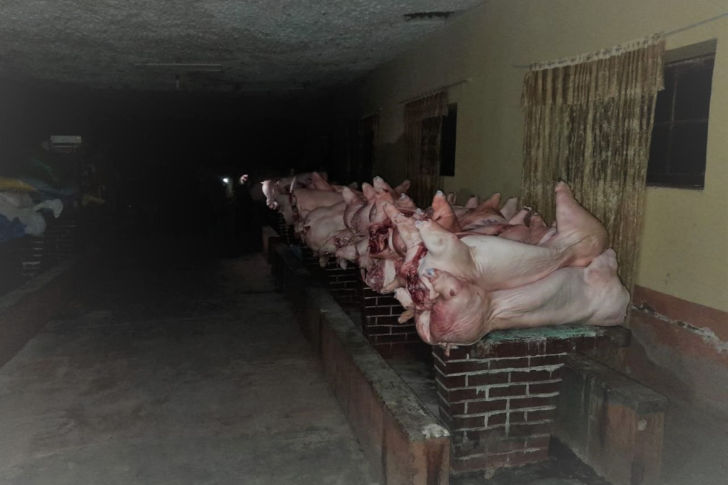 Varias toneladas de carne de cerdo fueron decomisadas