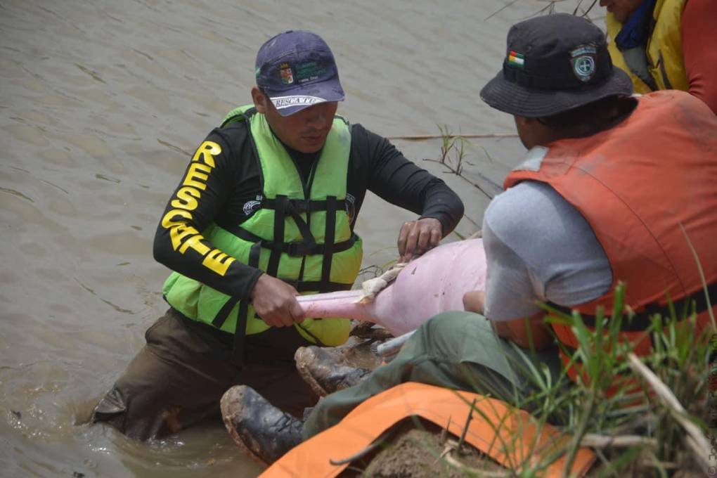 Un equipo de expertos verificó el estado de los delfines 