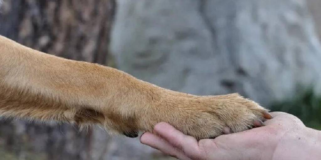El can que este jueves recibió el Récord Guinnes lleva vivo el doble de lo que es su esperanza de vida para su raza