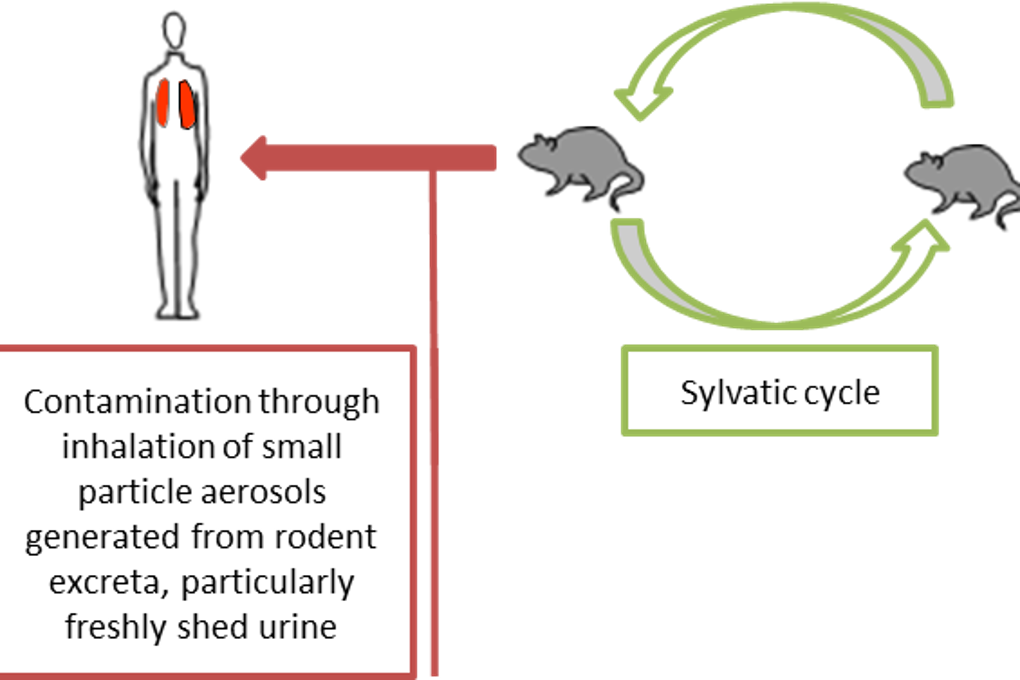 Transmisión de hantavirus.