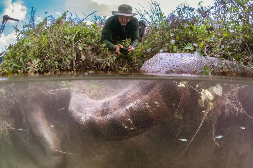 El fotógrafo Eli Martinez muestra una de las anacondas que encontró 