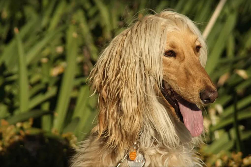 Perro de raza Lebrel Afgano como el que se perdió
