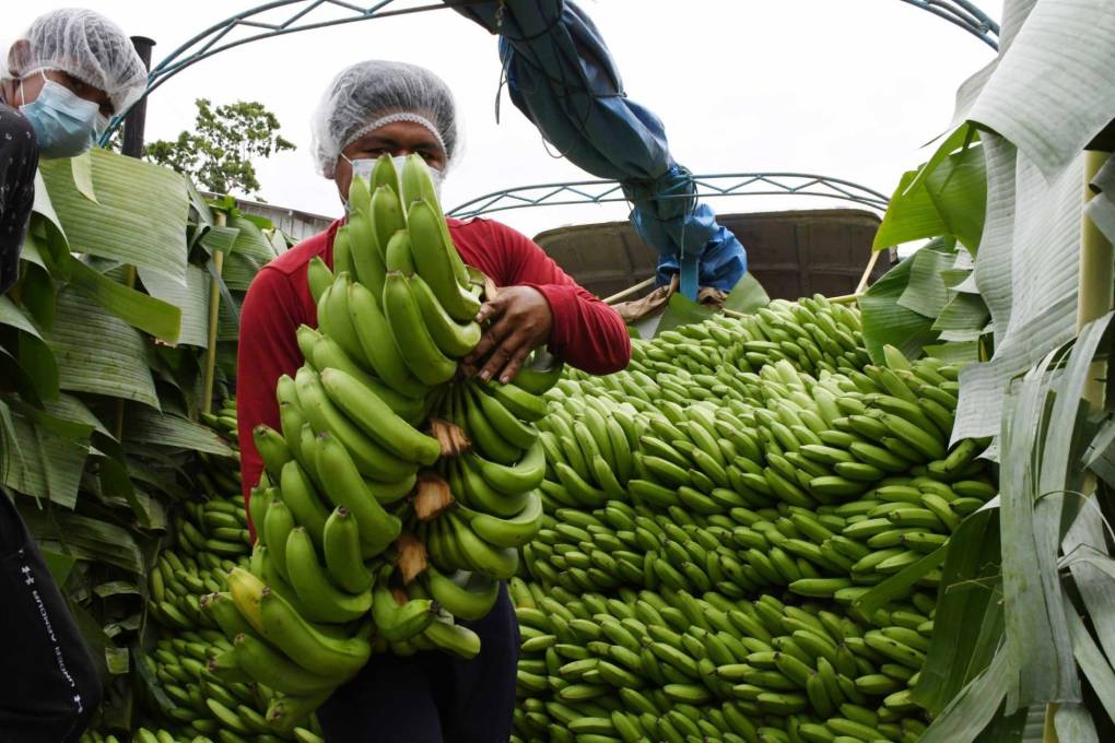 El sector frutícola exporta bananos