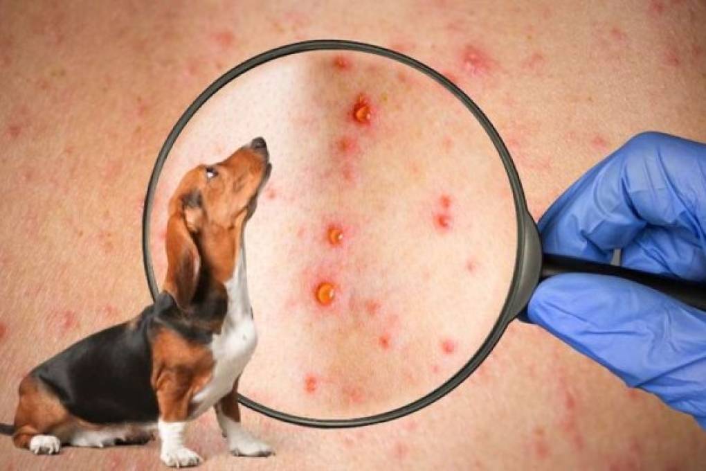 La OMS confirma transmisión de la viruela del mono de humano a perro y pide cautela