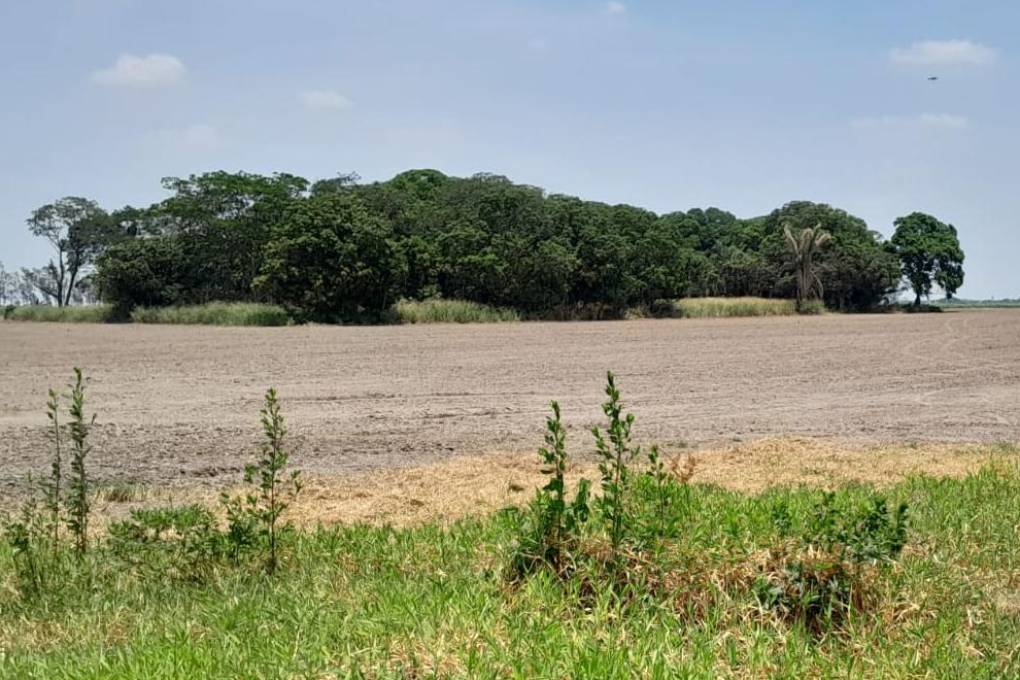 La falta de lluvia afecta a los productores del Norte Integrado de Santa Cruz 