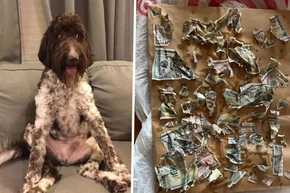 Cecil, el perro que se comió los ahorros de sus dueños.