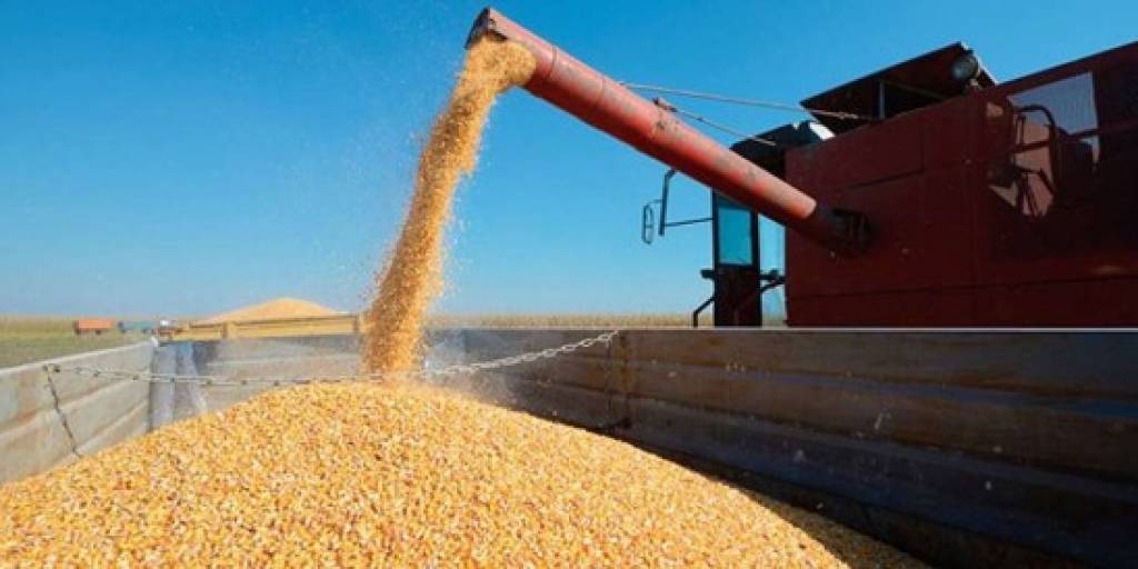 Productores señalan que escasea el maíz en Bolivia. Foto referencial: RRSS