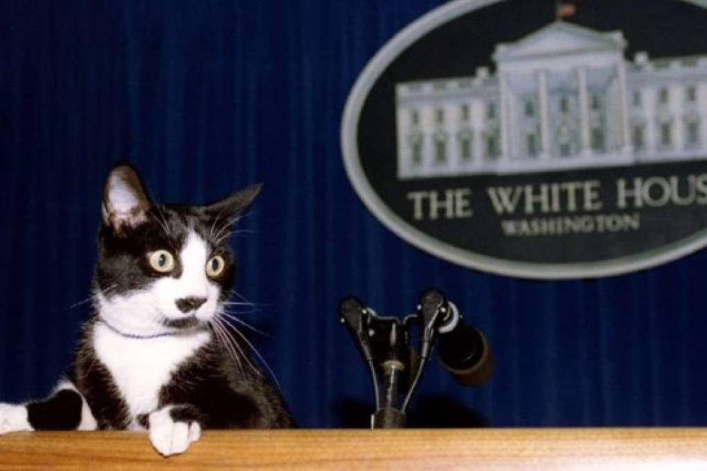 Los Biden incorporan un gato a la Casa Blanca
