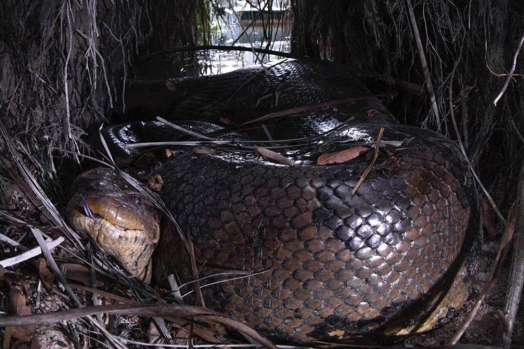 La segunda anaconda gigante que Eli Martinez fotografió 