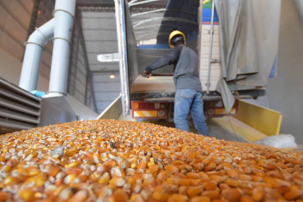 Los productores piden políticas justas para el acceso al maíz