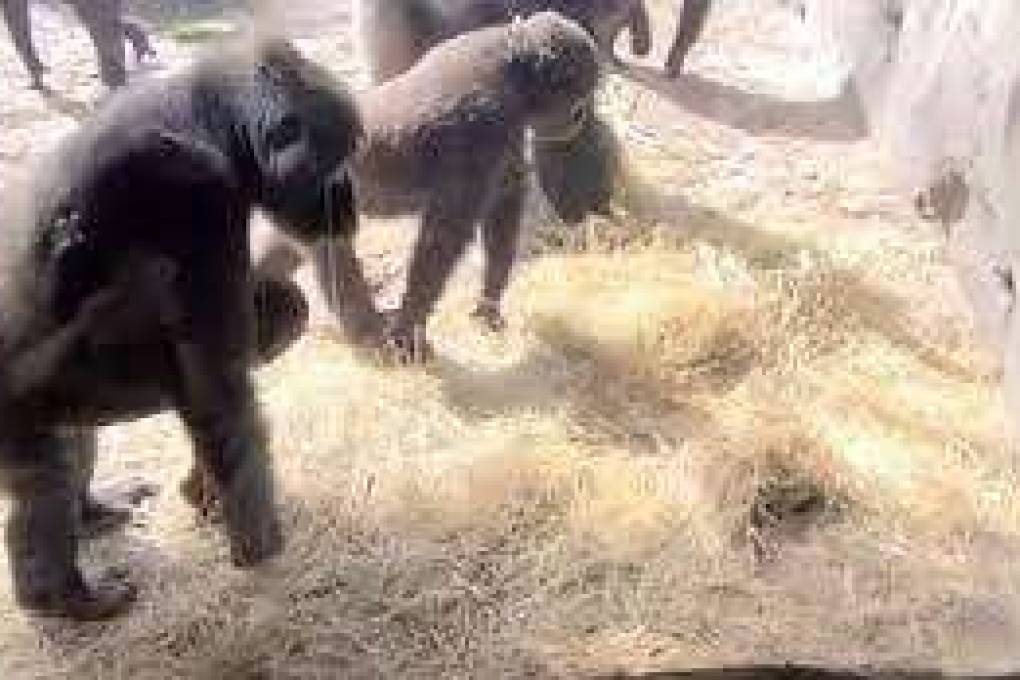 Video: Gorilas encuentran una serpiente en su jaula y su reacción es furor en Tik Tok