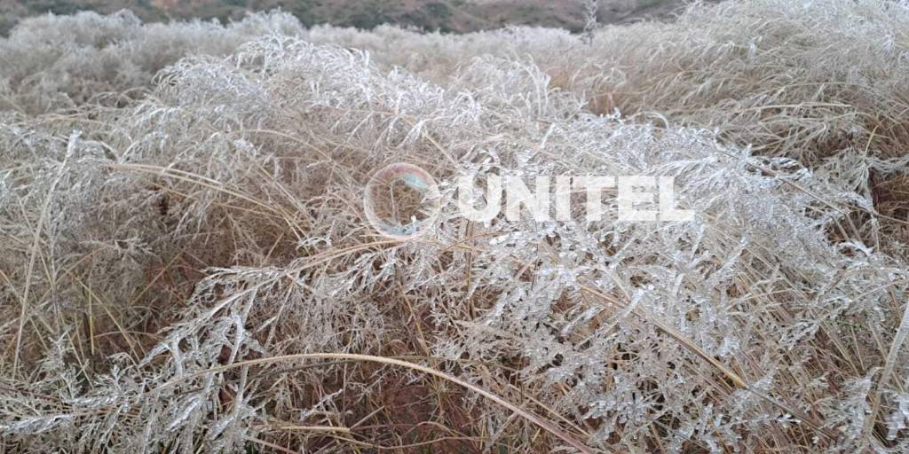 Los municipios de Pasorapa y Comarapa sufren por las heladas que afectan sus sembradíos