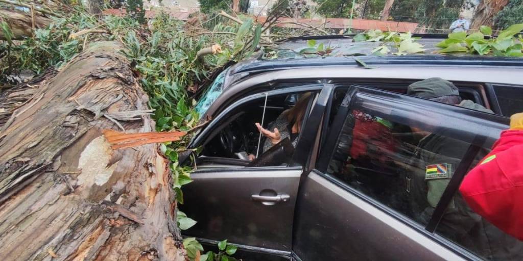Una mujer quedó atrapada en su vehículo tras la caída de un árbol