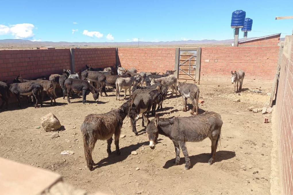 El Senasag informó que se cerraron mataderos clandestinos