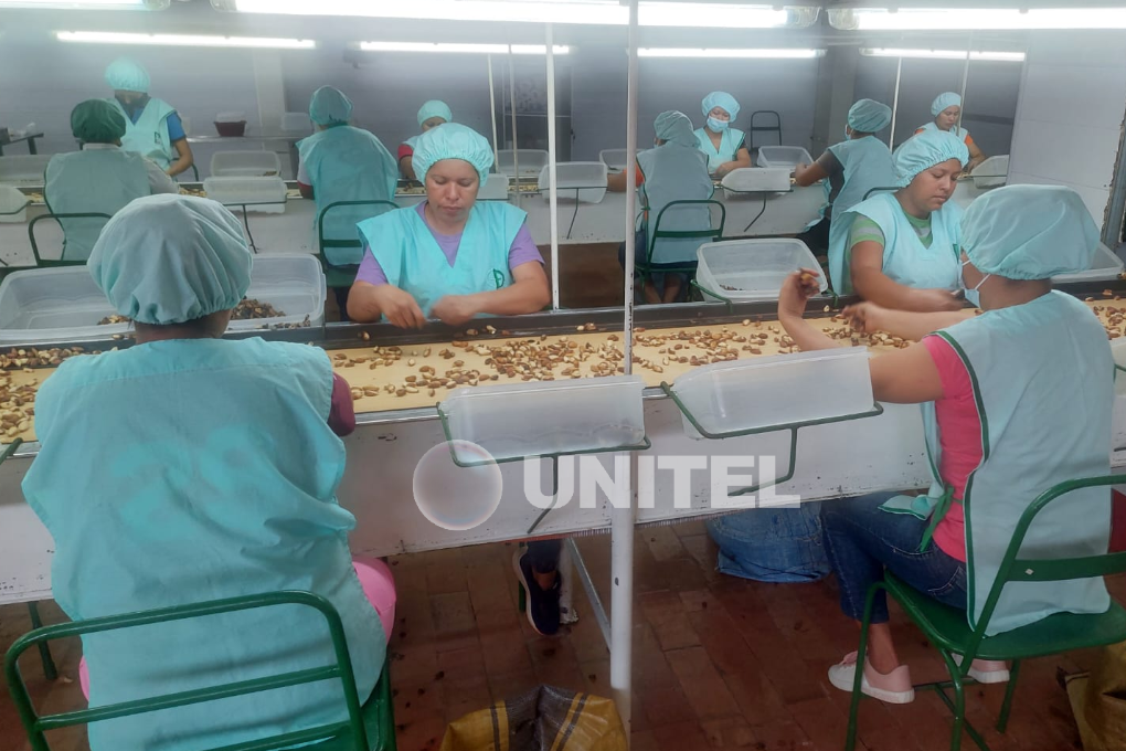 El 70% de la fuerza laboral en la industria de la castaña son mujeres