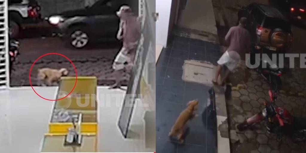 Un perrito reaccionó ante la presencia de dos delincuentes que asaltaron una tienda