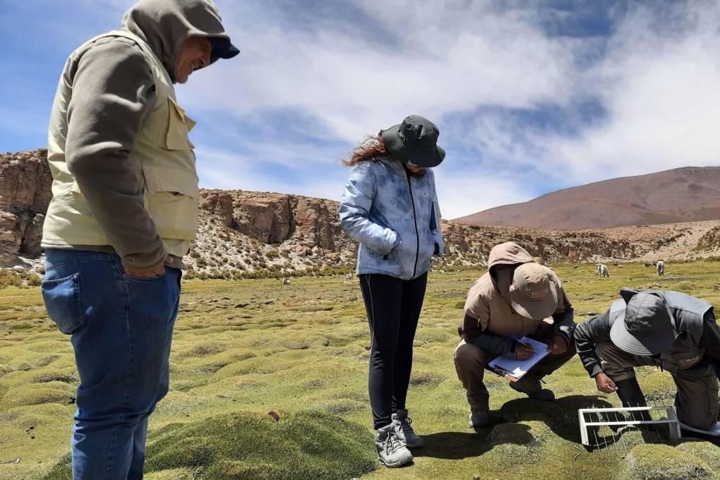 El Instituto Interamericano de Cooperación para la Agricultura (IICA) junto a expertos que estudian los bofedales en Quetena 