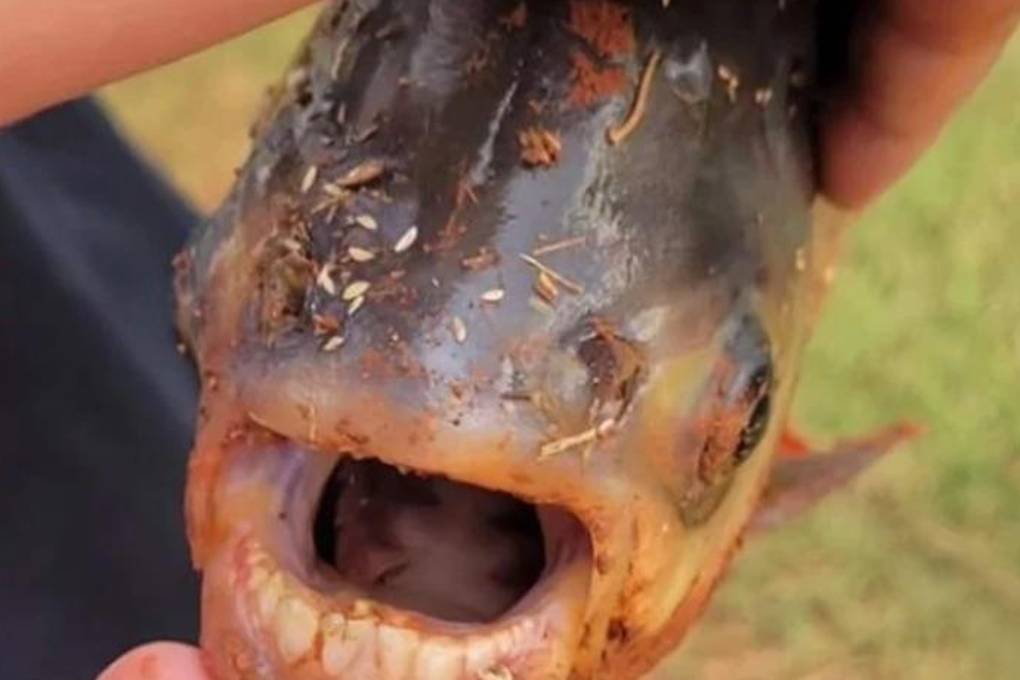 En un estanque de Oklahoma se encontró un “pez con dientes de humano”