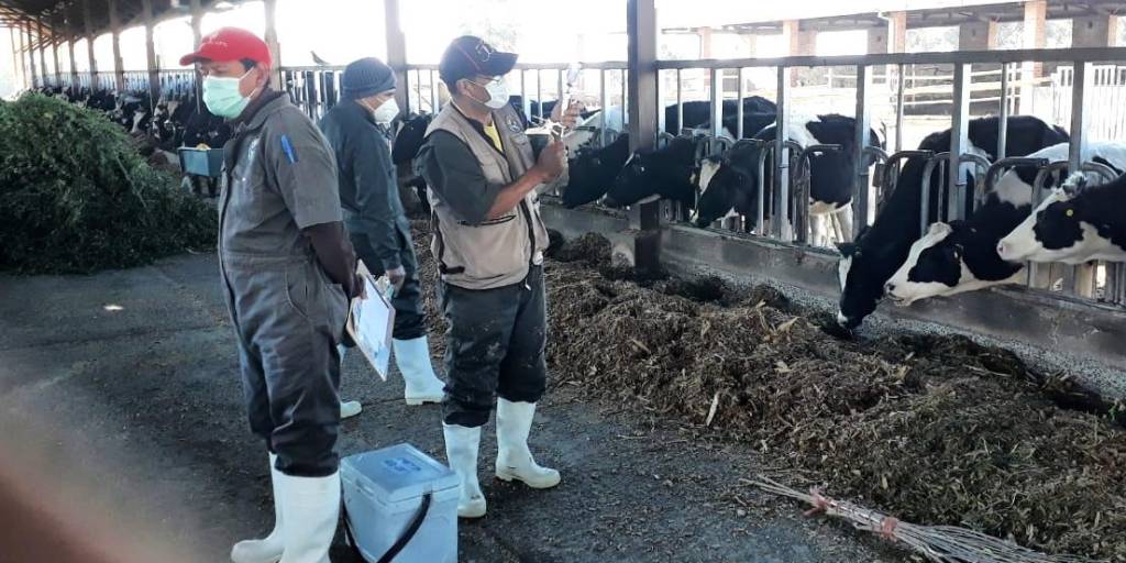 Funcionarios vacunas al ganado contra la fiebre aftosa.
