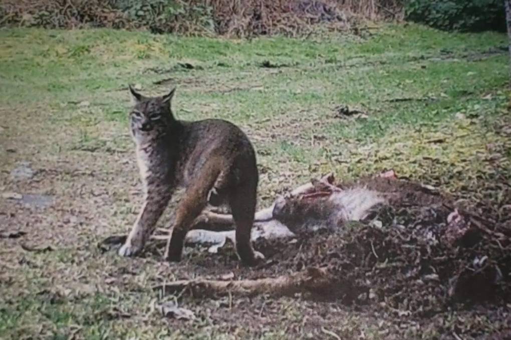 Cámaras de seguridad también captaron a un lince 