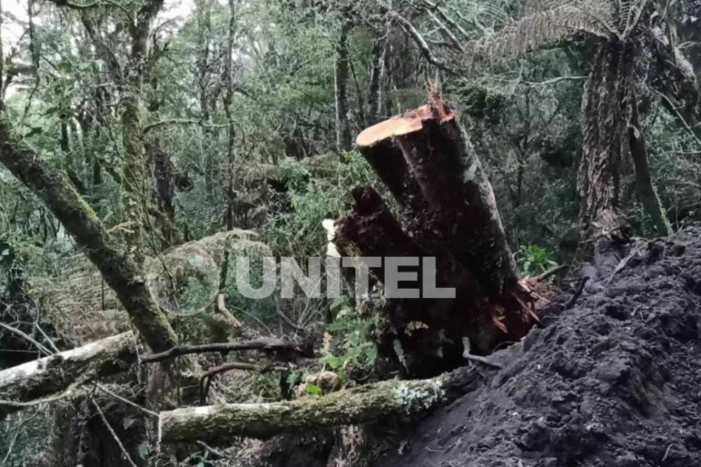La destrucción de los helechos se evidenció tras una inspección de distintas instituciones