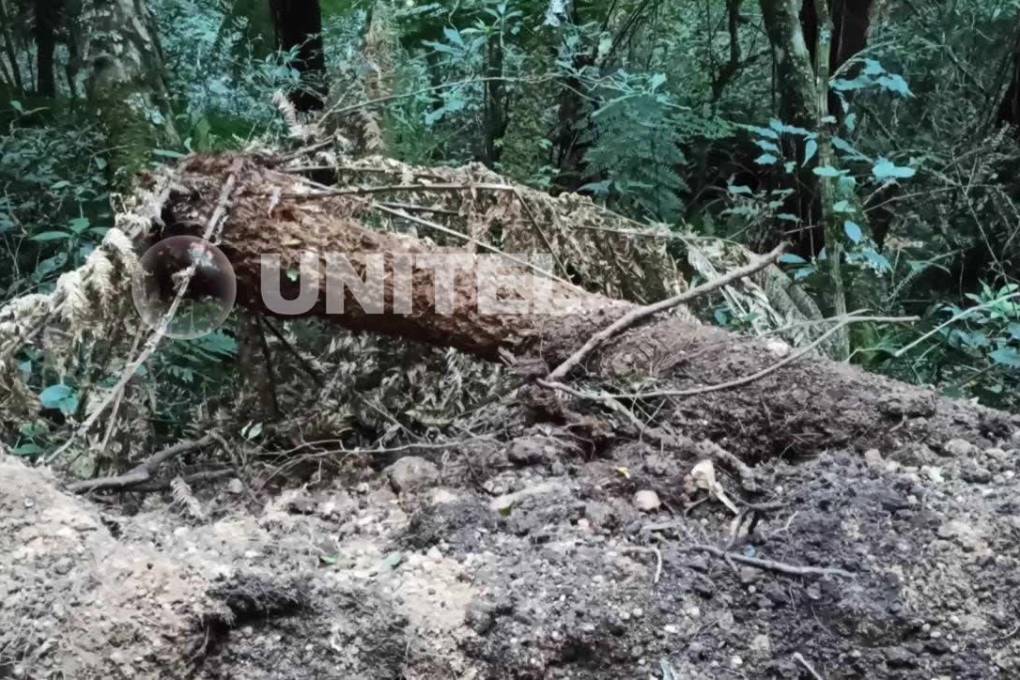 La destrucción de los helechos se evidenció tras una inspección de distintas instituciones