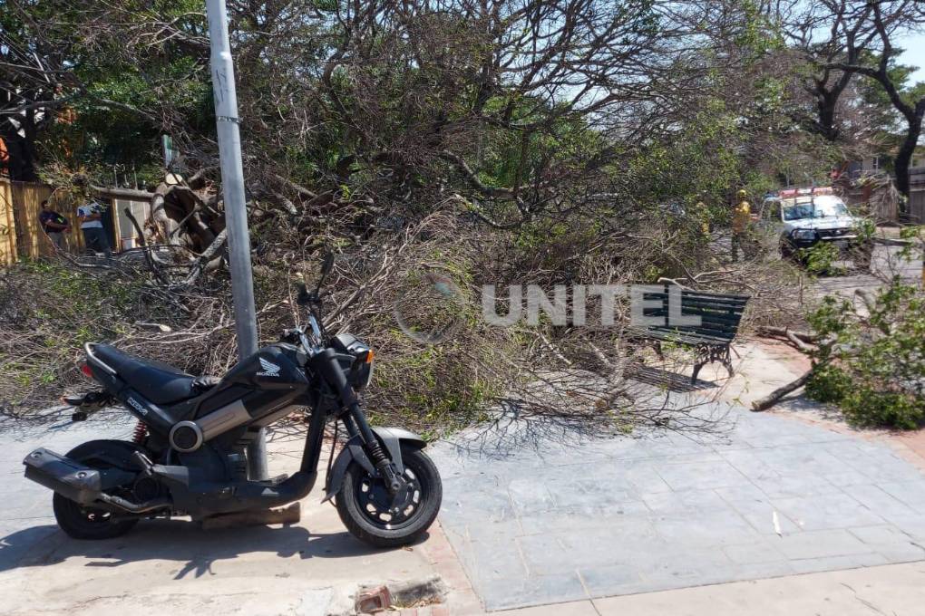 El árbol que cayó era frondoso 