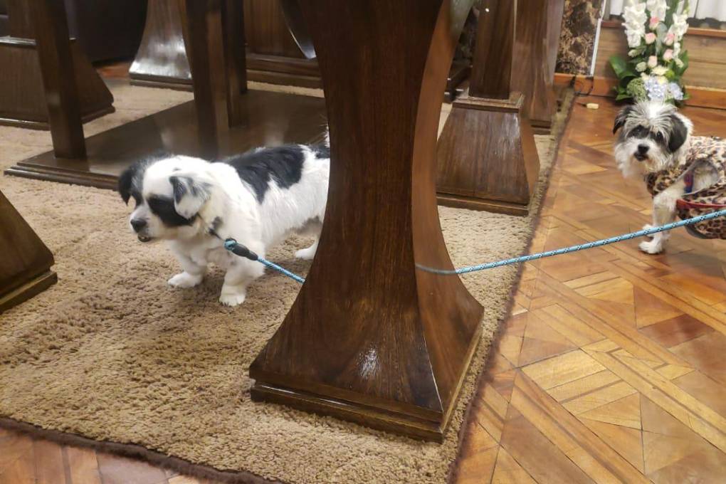 Los canes serán adoptados por la familia que los encontró.