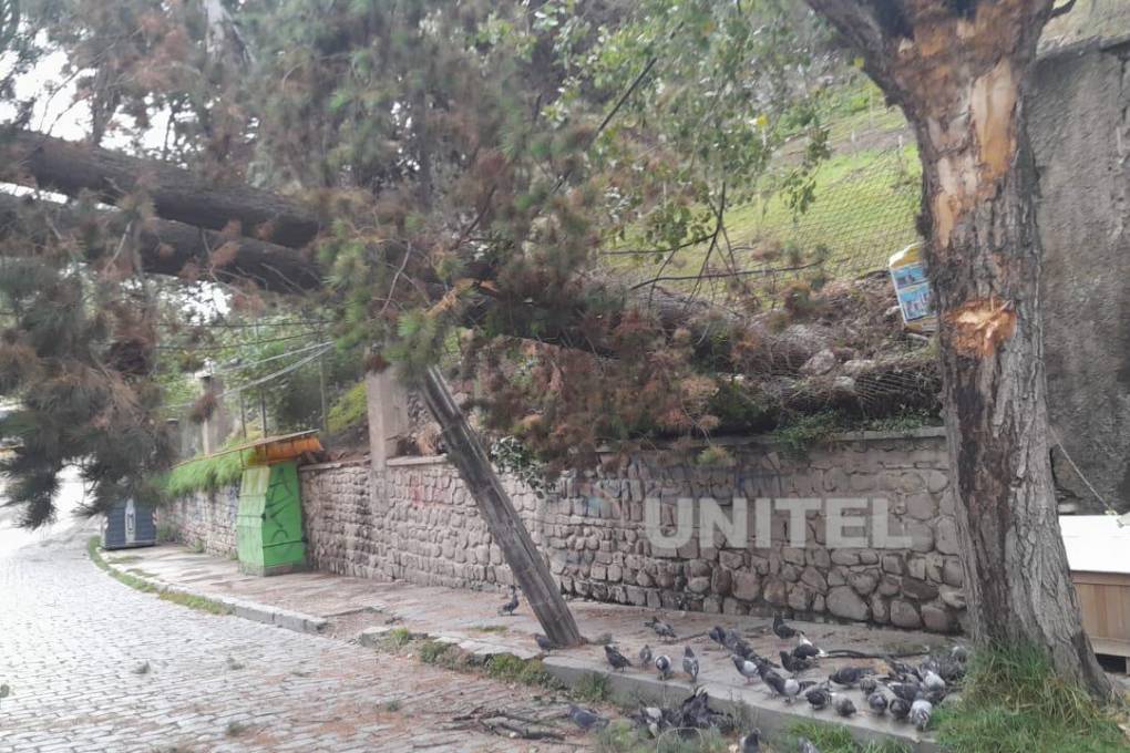 El árbol que se desprendió del área verde de Montículo en Sopocachi.