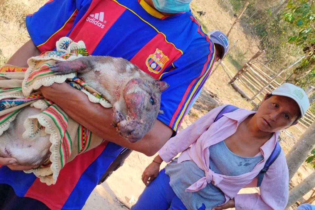 Uno de los animales heridos producto del incendio que afecta a Rurrenabaque. 