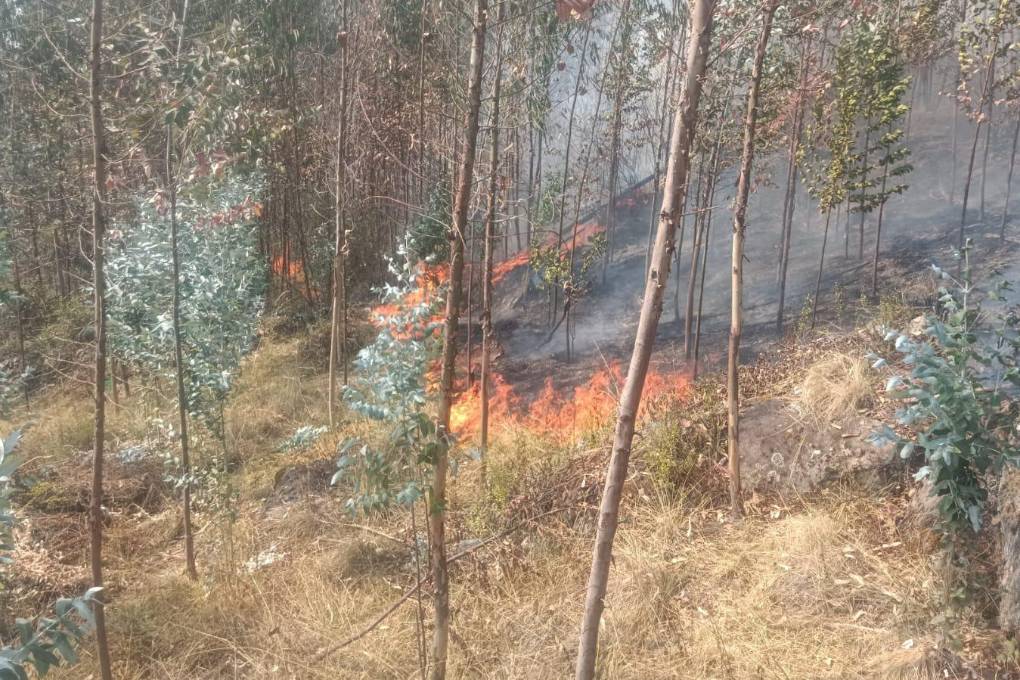 Arboles de eucalipto afectados por el fuego 