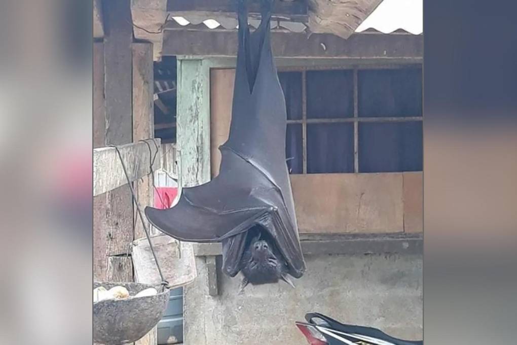 Una persona captó un supuesto murciélago del tamaño de un humano