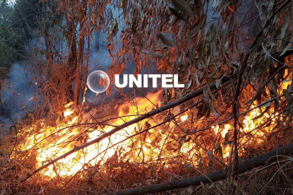 Las llamas se avivan con las ramas secas de los árboles