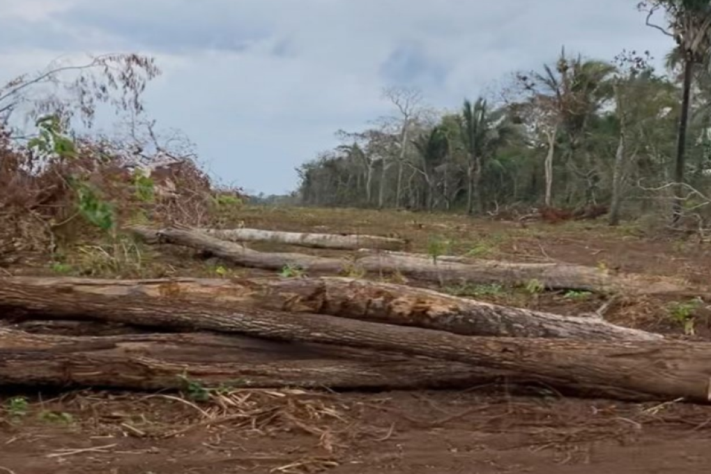 La deforestación ilegal, una problemática que también se detectó en la zona de incendios