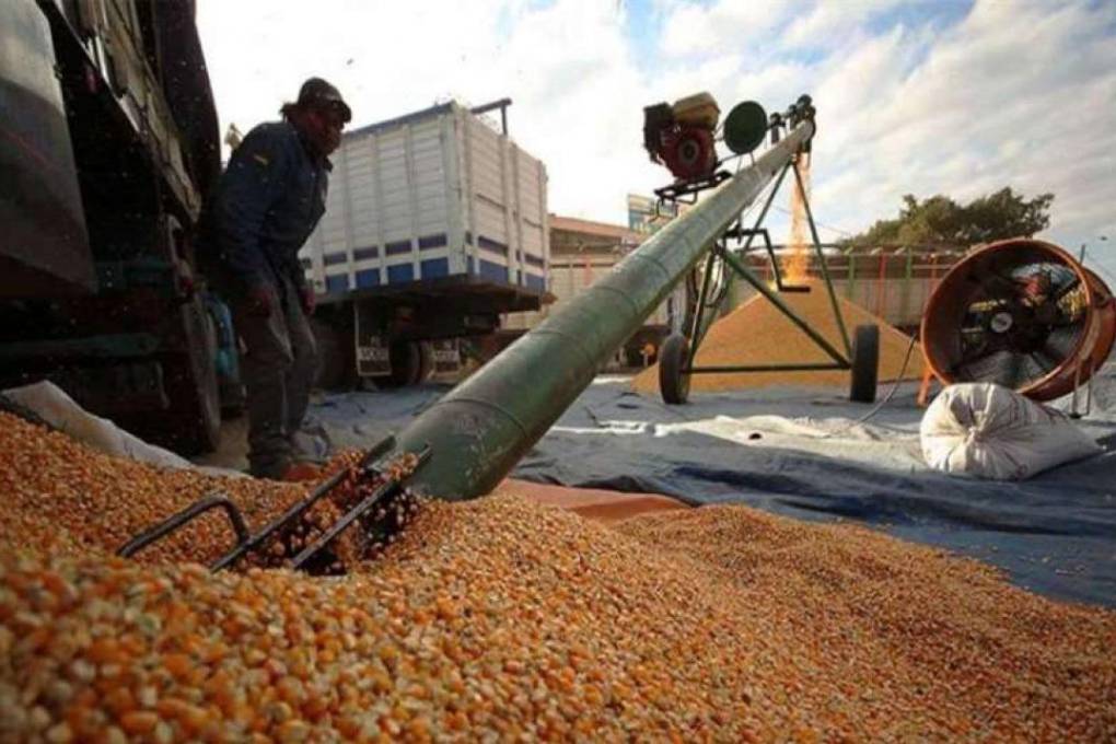 Emapa se encarga de acopiar el maíz subvencionado que se distribuye en el país
