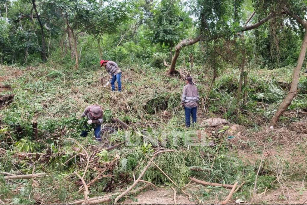 Funcionarios fueron captados mientras limpiaban los árboles tumbados