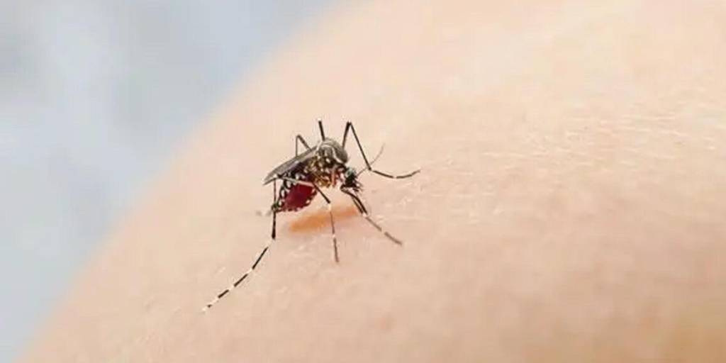 Se registra un aumento de casos de dengue.