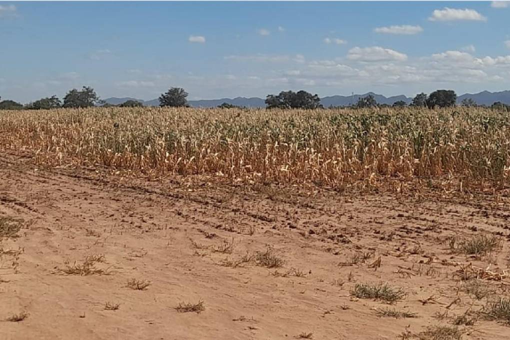 $!La sequía también afecta a los cultivos de los productores del Chaco